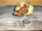 Schmetterling